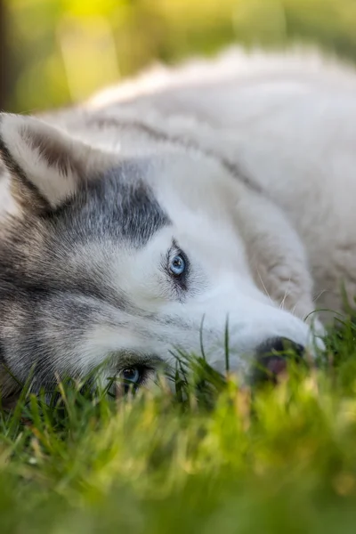 Retrato de husky siberiano — Fotografia de Stock