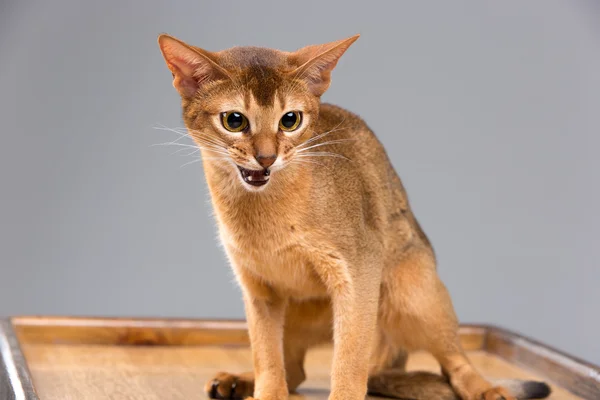 Jeune chat abyssinien pur portrait — Photo