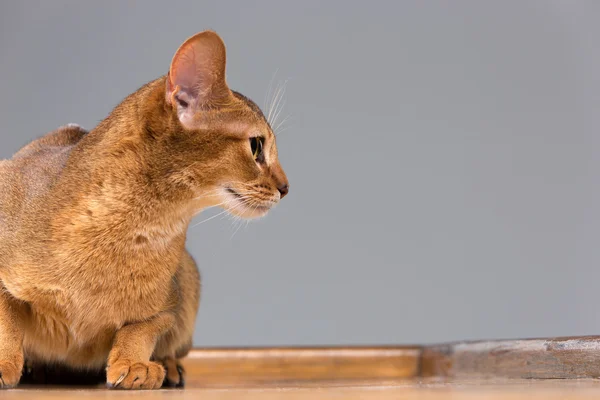 Абиссинский портрет молодого кота — стоковое фото