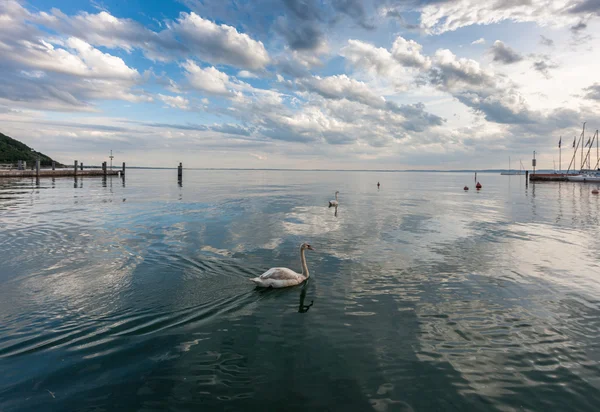 Cisne branco na água — Fotografia de Stock