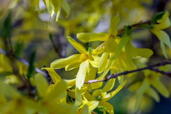 Branches of spring flowers — Stock Image Branches of spring flowers Stock Picture