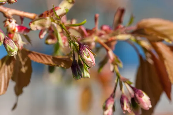 Branches of spring flowers — Stock Image Branches of spring flowers Stock Image