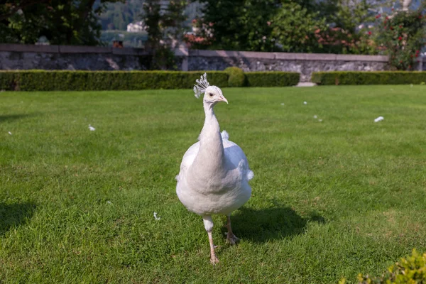 Vackra och ovanliga vit påfågel — Stockfoto