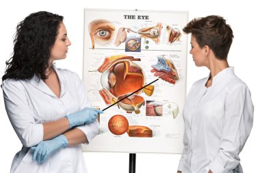 two optician or oculist women telling about structure of the eye