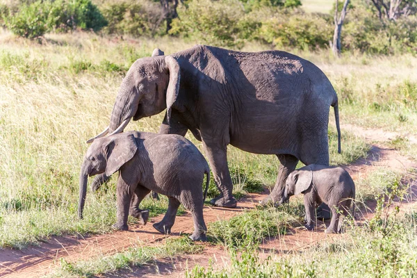 Elephant family walking in the savanna Stock Picture