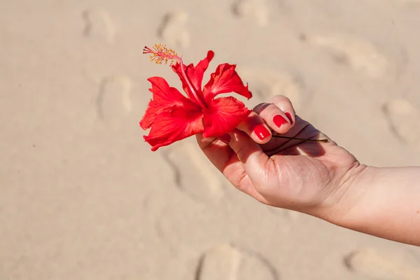 Mani di donna che tengono fiore — Foto Stock