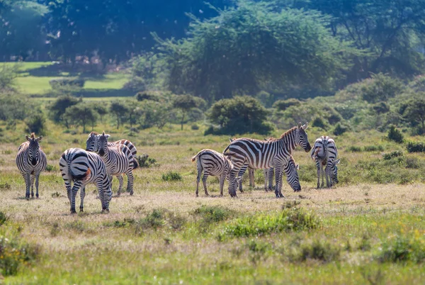 Rebanho de zebras selvagens — Fotografia de Stock