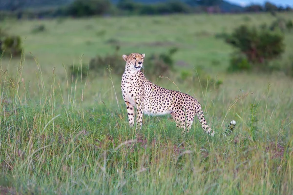 Cheetah — Stock Photo, Image