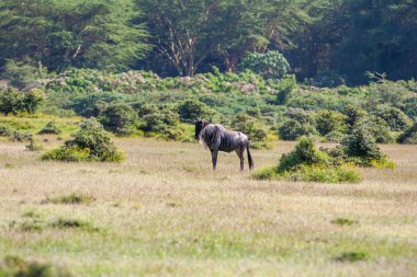antilop wildebeest göç Kenya