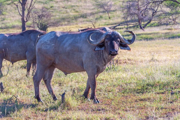 Wilder afrikanischer büffel.kenya, afrika — Stockfoto