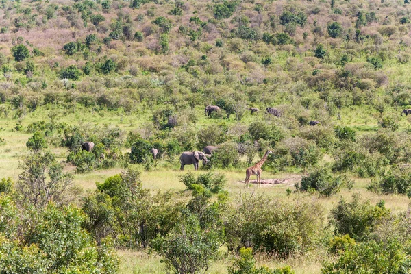 Família de elefantes e girafa andando na savana — Fotografia de Stock