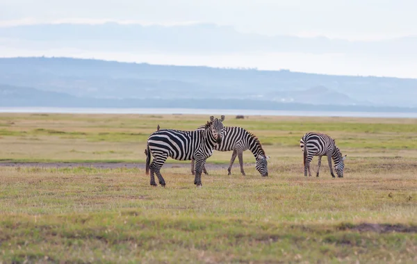 Herde wilder Zebras — Stockfoto