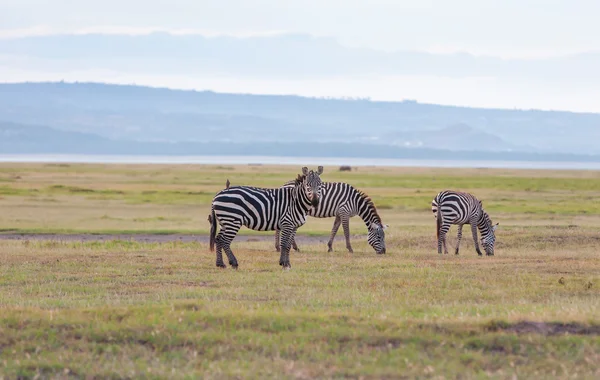 Herd of wild zebras — Stock Photo, Image