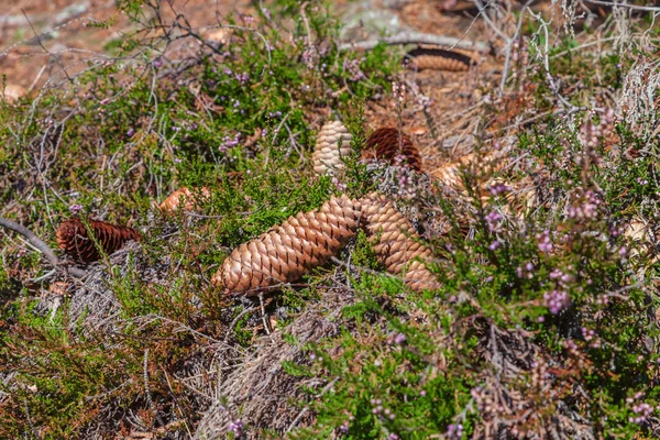 Spruce cones — Stock Photo, Image