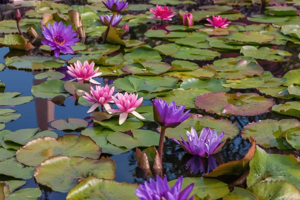 Fiori di loto rosa o fiori di ninfee — Foto Stock