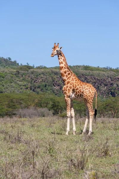 Girafa em um fundo de grama — Fotografia de Stock