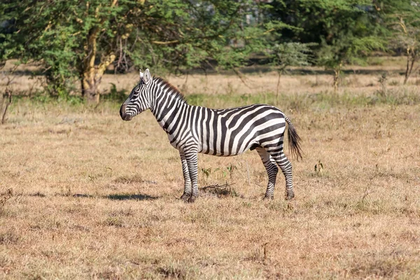 Zebra w łąki — Zdjęcie stockowe