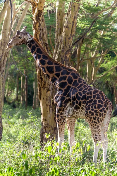 Giraffe on a background of grass — Stock Photo, Image