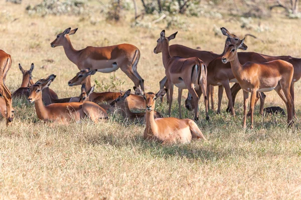 The group of antelopes on the grass — Stock Photo, Image