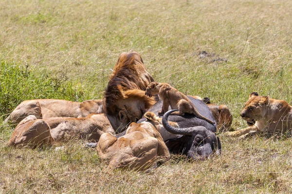 Löwen beim Füttern — Stockfoto
