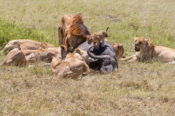 Löwen beim Füttern — Stockfoto