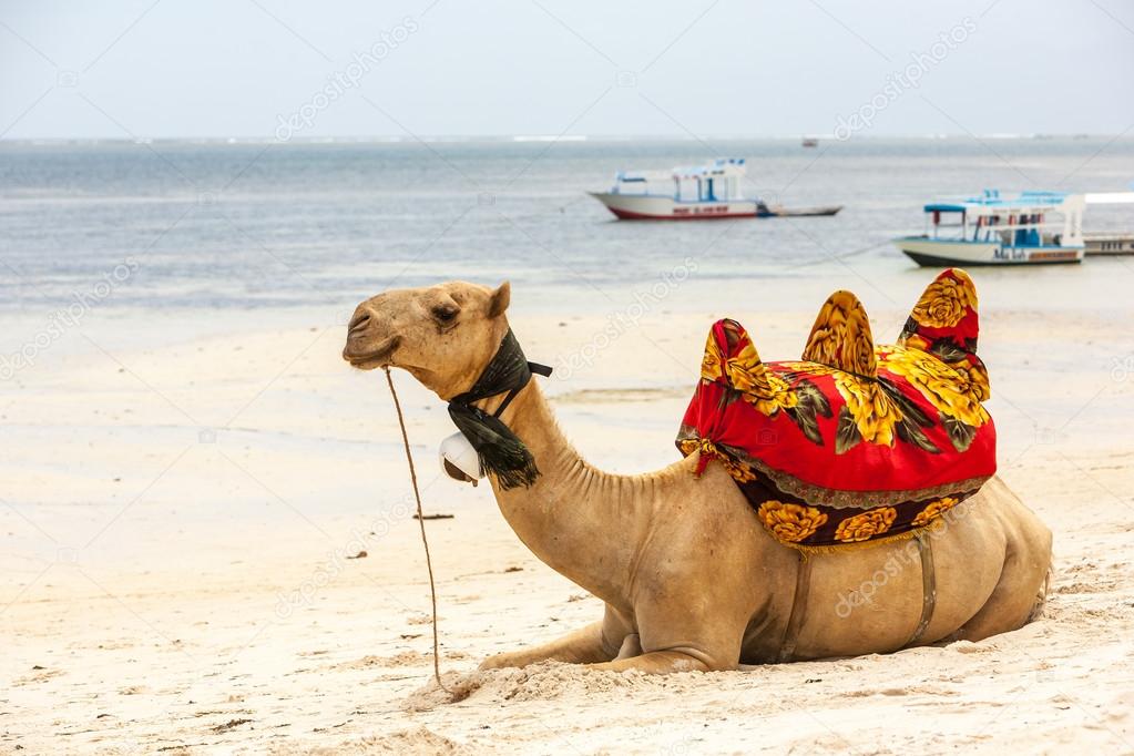 Camel lying on the sand