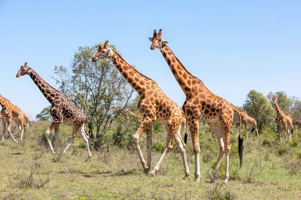 Troupeau de girafes en savane — Photo