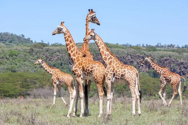 Mandrie di giraffe in savana — Foto Stock