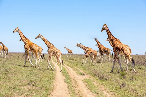 Manada de jirafas en sabana — Foto de Stock