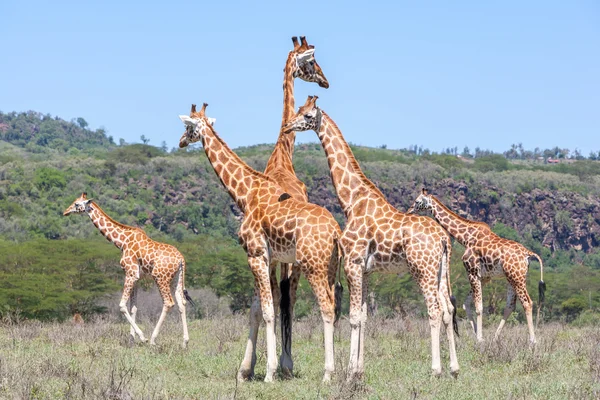 Mandrie Giraffe Selvatiche Savana Kenya Africa — Foto Stock