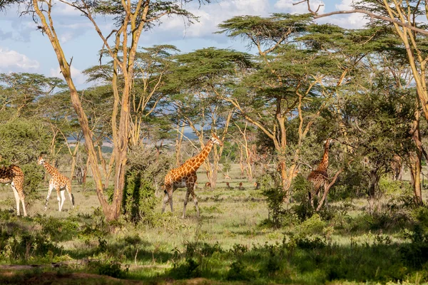 Giraffenherde in Savanne — Stockfoto