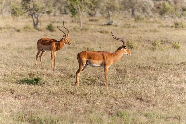 Zwei Antilopen auf einem Hintergrund aus Gras — Stockfoto