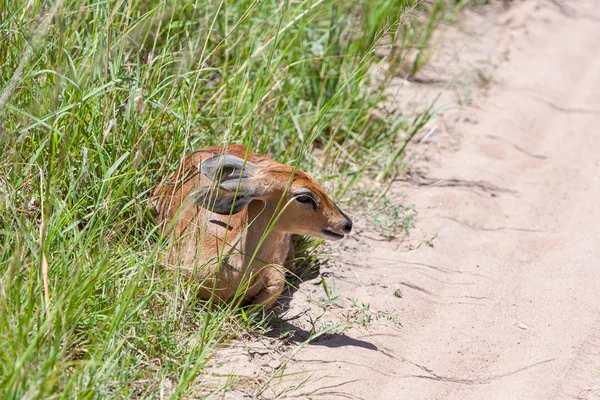 Antelope op een achtergrond van groen gras — Stockfoto