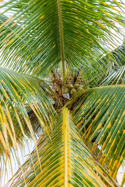 Söt kokos träd — Stockfoto