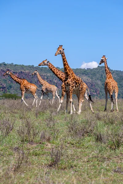 Mandrie di giraffe in savana — Foto Stock