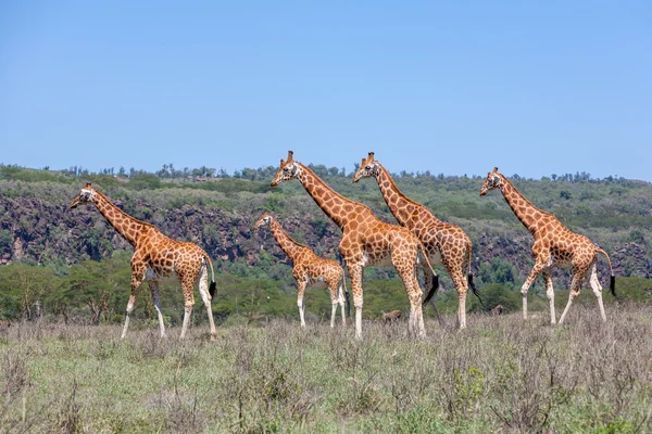 Savannah zürafalar sürüsü — Stok fotoğraf