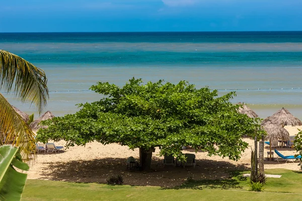 Tropical garden and  the ocean beach — Stock Photo, Image