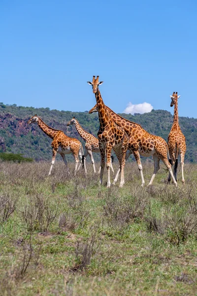 Wild Giraffes Herd Savannah Kenya Africa — Stock Photo, Image