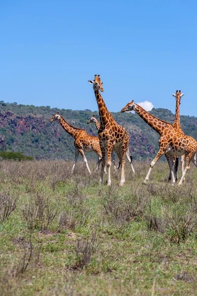 Rebanho de girafas em savana — Fotografia de Stock