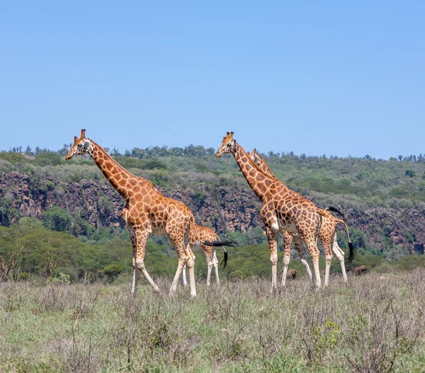 Mandrie di giraffe in savana — Foto Stock