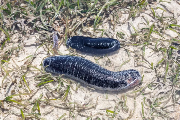 Os dois pepinos do mar — Fotografia de Stock