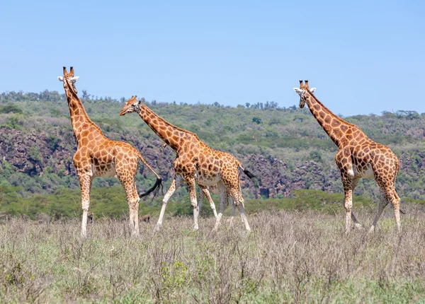 Troupeau de girafes en savane — Photo