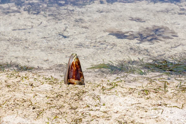 Shell op de achtergrond van de zee — Stockfoto