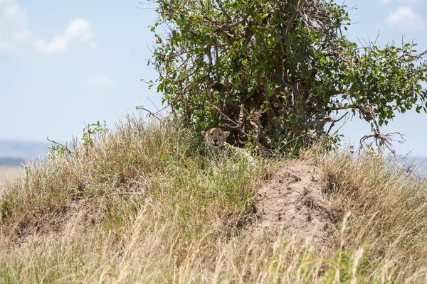 Kenia Afryki Leopard Pod Wielkie Drzewo — Zdjęcie stockowe