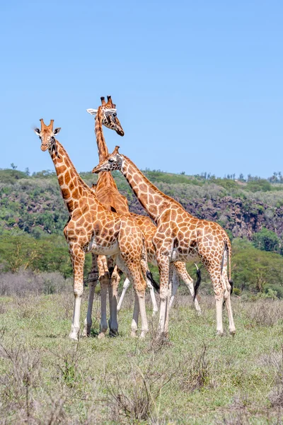 Tre mandrie di giraffe nella savana — Foto Stock