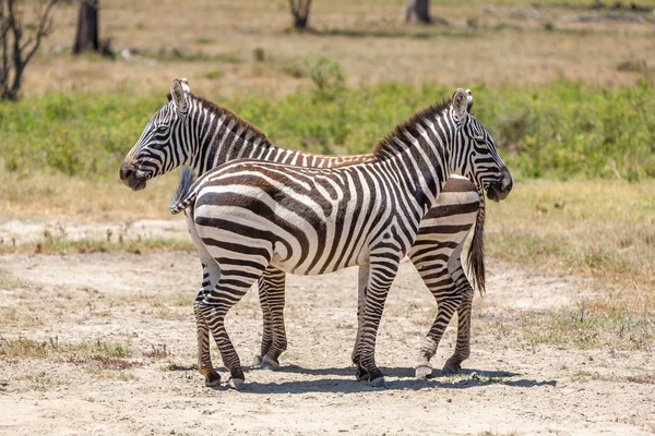 Zebras auf den Wiesen — Stockfoto