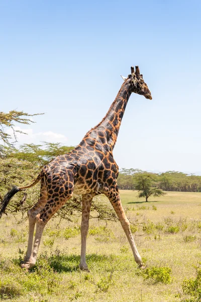 Girafa em um fundo de grama — Fotografia de Stock