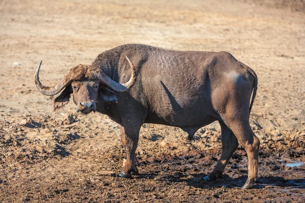 野生のアフリカの Buffalo.Kenya, アフリカ — ストック写真