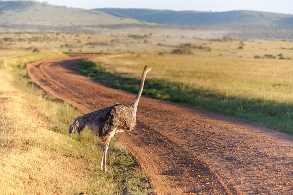 Strusia chodzenie na sawanny w Afryce. Polowanie w Afryce. Kenia — Zdjęcie stockowe