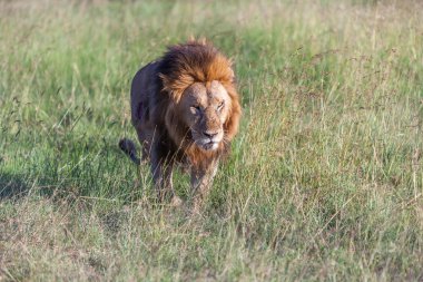 Aslan yeşil çim arka karşı kapatmak